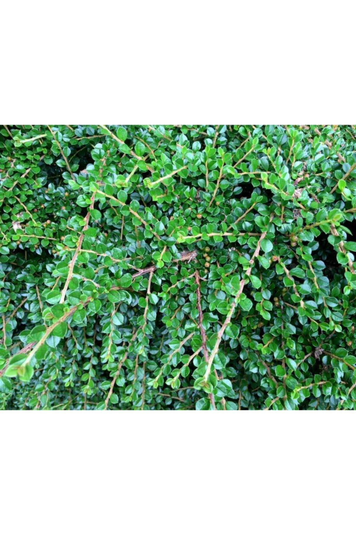 cüce çalı hanımeli çalı