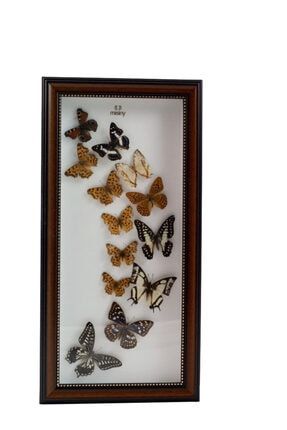 gerçek Kelebek Koleksiyonu-13'lü MS-153119501014