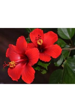 Japon Gülü Fidanı - Hibiscus Rosa T864