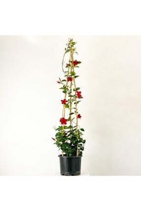 Mandevilla Çiçeği - Mandevilla Apocynaceae Kırmızı Piramit T1741