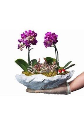 Çift Dal Mini Mor Orkide & Gri Roda Beton Saksıda Hediyelik Canlı Çiçek 26053146