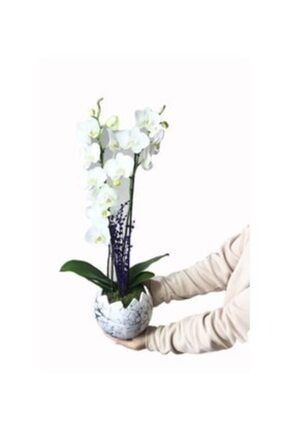 Çift Dal Beyaz Orkide & Egg Beton Saksıda Canlı 26052108