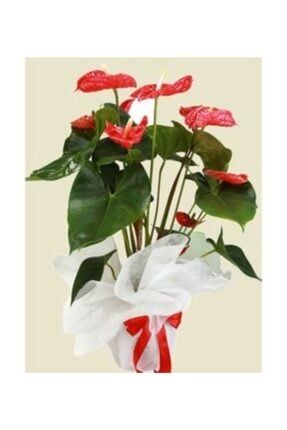Flamingo Çiçeği Antoryum Anthurium & Kağıt Ambalajlı Saksıda Hediyelik Canlı Çiçek 260605311