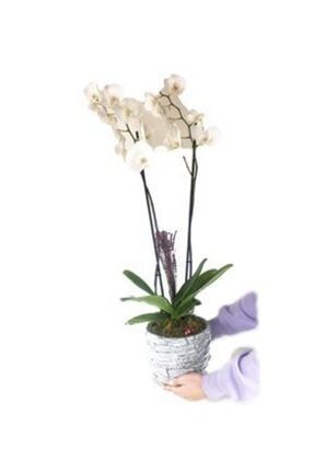 Çift Dal Beyaz Orkide & Kokulu Lavanta & Gri Honey Beton Saksıda Hediyelik Canlı Çiçek 26053111