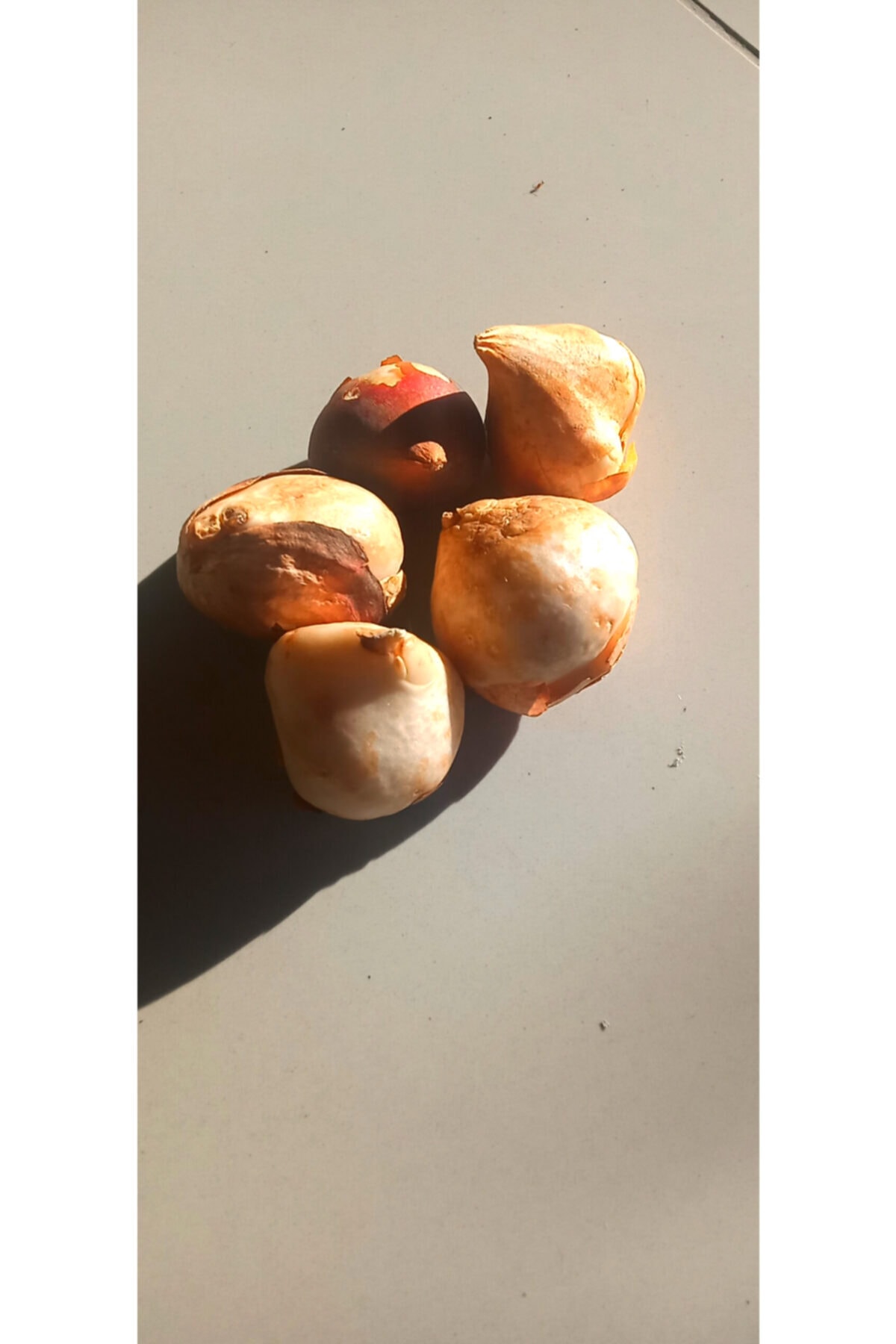 Lale Soğanı 5 Adet 2