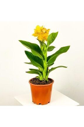 Bodur Kana Tesbih Çiçeği Sarı T1634