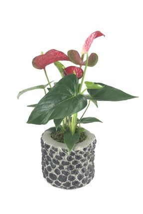 Flamingo Çiçeği Antoryum Anthurium & Siyah Slither Beton Saksıda Hediyelik Canlı Çiçek 26055319