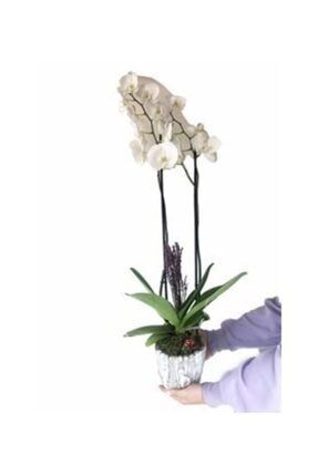 Çift Dal Beyaz Orkide & Kokulu Lavanta & Eskitme Wood Moss Beton Saksıda Canlı Çiçek 26053110