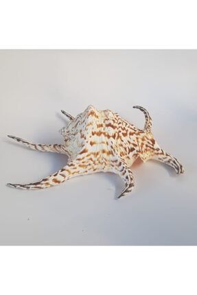 Doğal Spegra Deniz Kabuğu doğal spegra deniz kabuğu