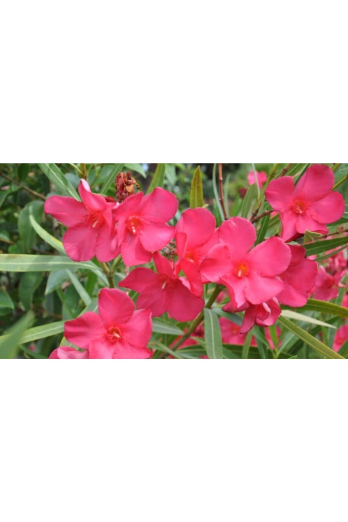 Zakkum Çiçeği ( Nerium Oleander ) Pembe Renk 70 80 Cm Boy Tüplüdür