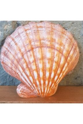 Doğal Shell Deniz Kabuğu Tabağı shell deniz kabuğu