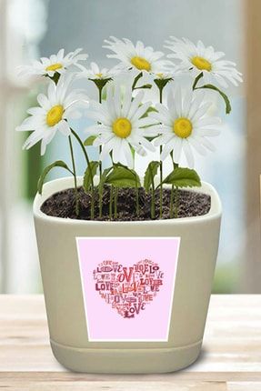 mutlu paket love day katmerli nergis