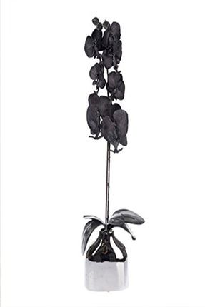 Gizli Bahçeleriniz Için Siyah Orkide Tohumları +10 Tohum SİY
