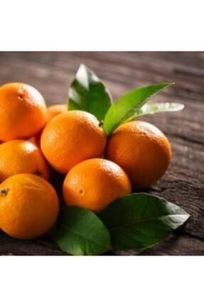 Yerli Organik Portakal 5 Kg Ilaçsız Organik Köyceğiz Portakalı 633