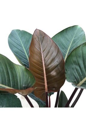 Philodendron 'rojo Congo' - Ev Ve Ofis Bitkisi PHIROCO10