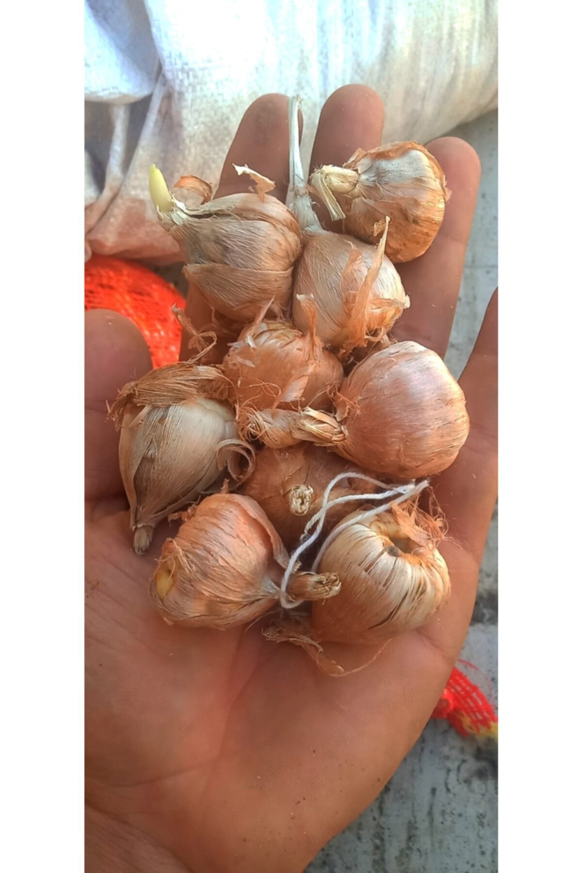 100 Adet Double White Frezya Kokulu 2