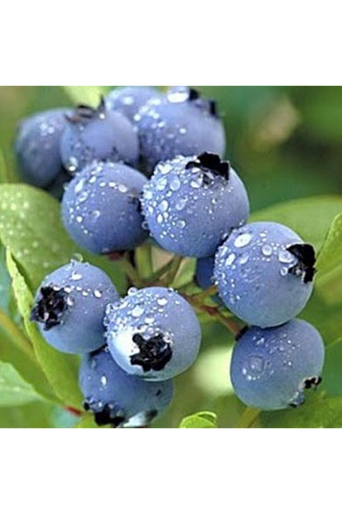 Scuba Healing Warehouse Darrow Blueberry Seedling