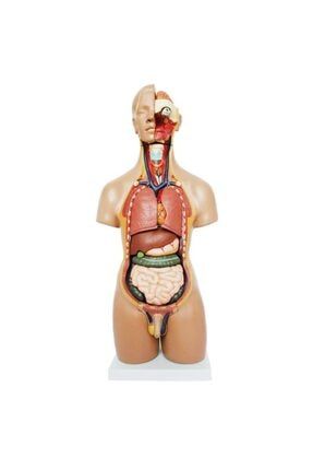 İnsan Anatomi Maketi 55 cm 20 Parçalı 00209