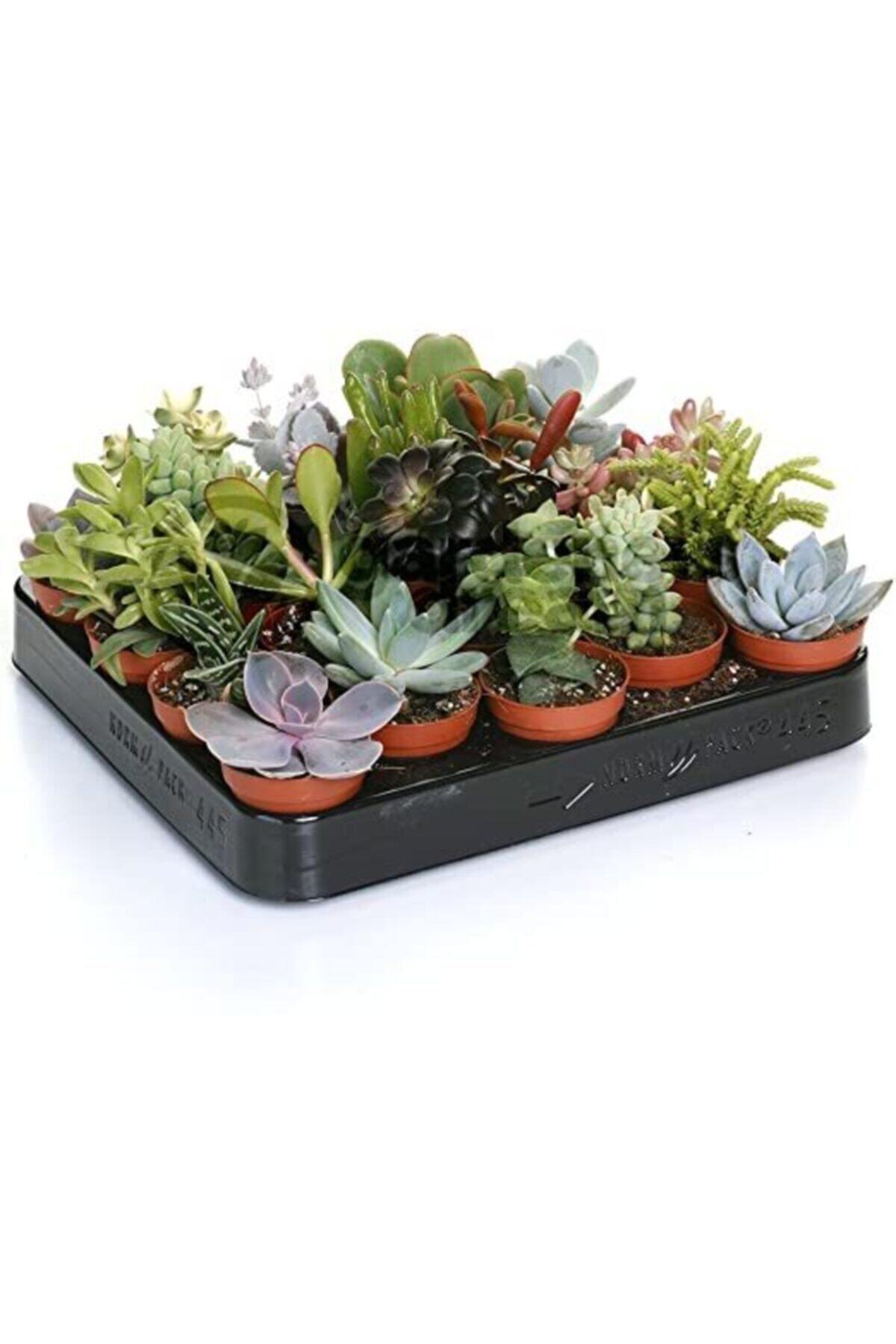 5 Adet Sukulent 5.5 cm Sakıda