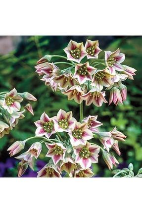 1001fidan Yucca Filamentosa Bright Edge Yuka Fidani Trendyol
