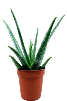 Aloe Vera Çiçeği 56363456