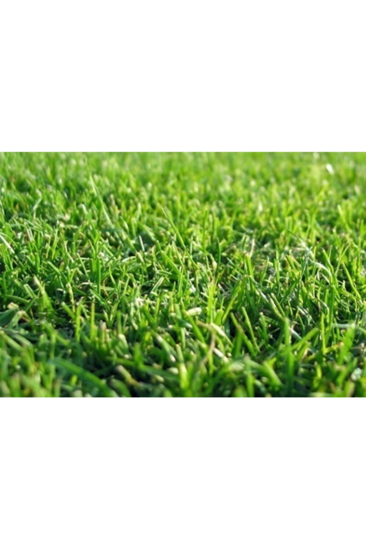 ekodoga cim tohumu 500 gr 4 karisim cim tohum basmaya dayanikli cim tohumu susuzluga dayanikli bahce cim fiyati yorumlari trendyol