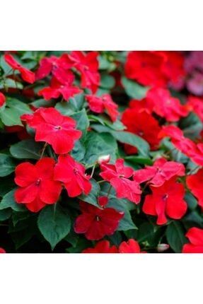 Saksılık Wallerine Kırmızı Bodur Cam Güzeli Çiçeği Tohumu(20 Tohum) TYRE-YENİ362
