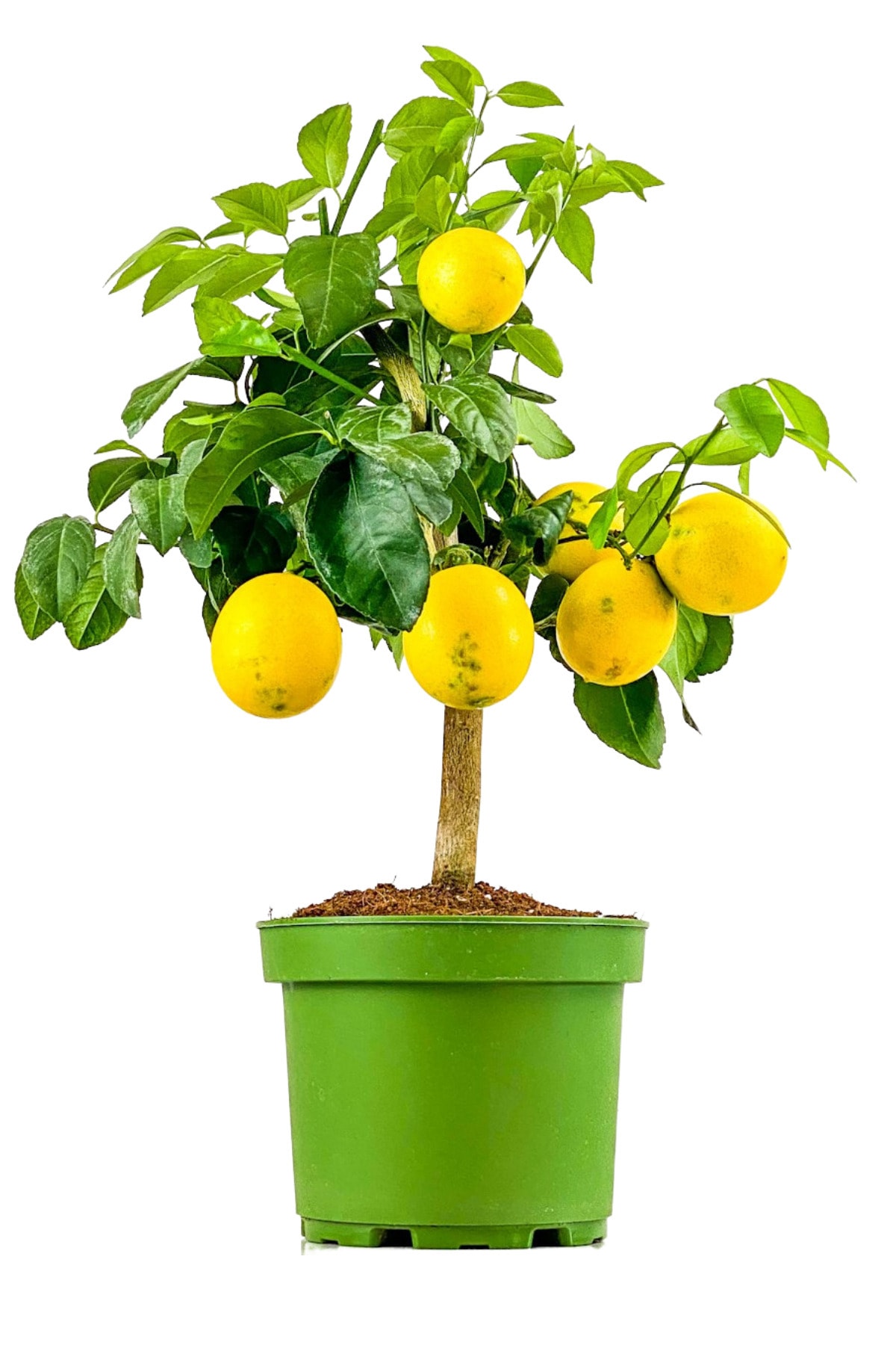 Купить Комнатный Лимон В Воронеже