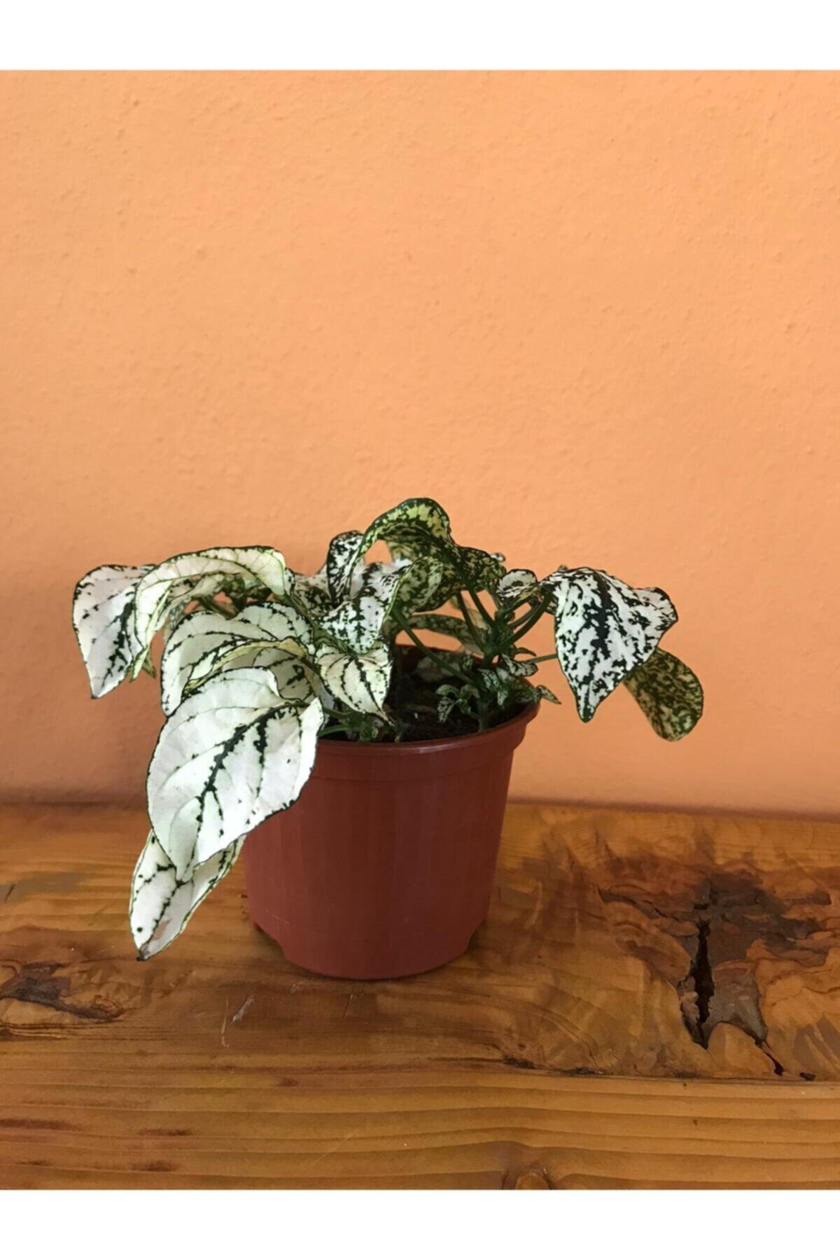 Blush Flower Hypoestes Phyllostachya Hostes Cicegi Cilli Yaprak Guzeli Beyaz Fiyati Yorumlari Trendyol