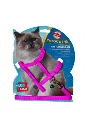 evene mavi kedi oyuncagi oynar gozlu