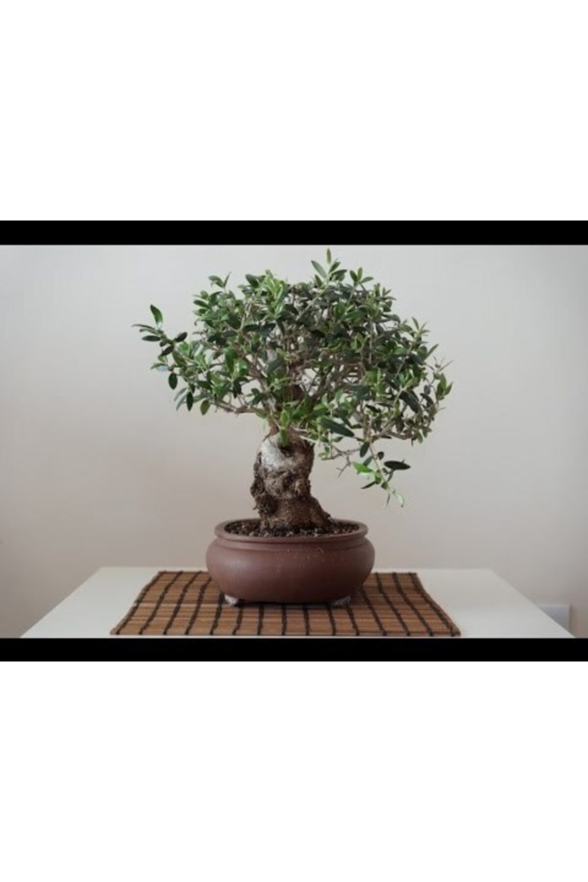 Bonsai Zeytin Ağacı Fidanı - Masanıza Renk Katın 2