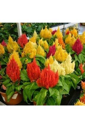 Karışık Renkli Horoz Ibiği Çiçeği Tohumu (50 Tohum) BGJKLY48