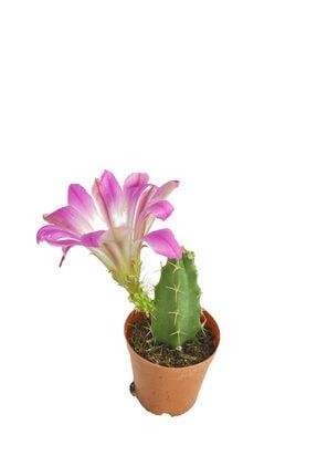 Echinocereus Pentalophus -5,5 Cm Saksıda Pembe Çiçek Açan Kaktüs dop10919238igo
