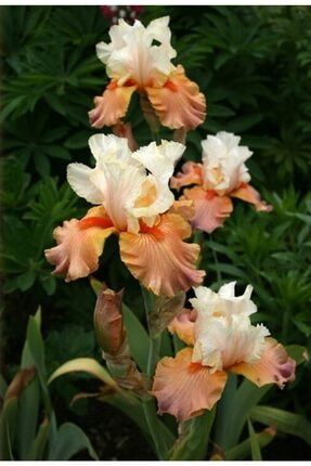 1 Adet Iris Süsen Çiçek Soğanı-somon Beyaz 321231654