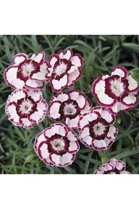 Dianthus Heddewigii Gaiety Mix Karanfil Çiçeği Tohumu(100 Adet) TYRE-YENİ291