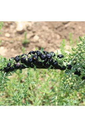 Tüplü Nadir Çeşit Siyah Goji Berry Fidanı (meyve Verme Yaşında) TYEGNSV478