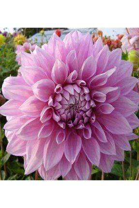 Büyük Çiçekli Yıldız Çiçeği Yumrusu 10 Adet Dahlia Karışık Renkli frd19901gjg