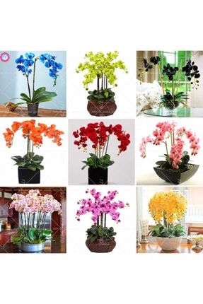25 Adet Karışık Renk Orkide Tohumu 25AKORSÜS