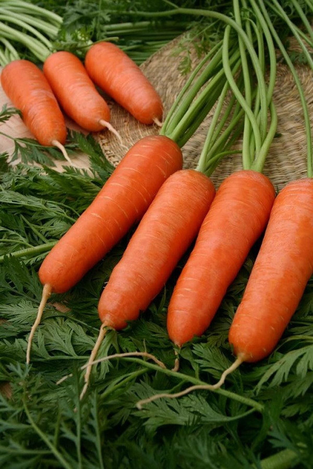 Морковь про 2024 года. Семена моркови Шантане. Морковь Абако f1. Морковь Курода Шантанэ.