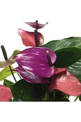 Anthurium Andraeanum 'purple' - Ev Ve Ofis Bitkisi - Flamingo Çiçeği ANTANPU