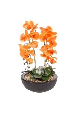 Rockerstore 25 Adet Maymun Yuzlu Orkide Tohumu Koyu Renk Trendyol