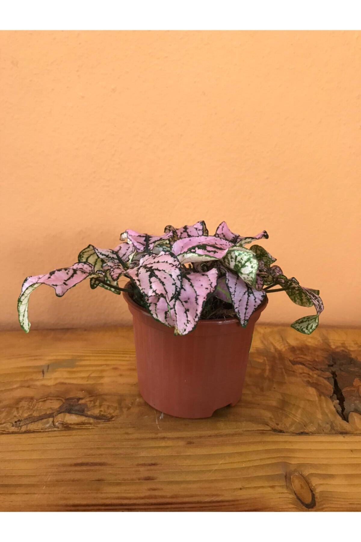 Blush Flower Hypoestes Phyllostachya Hostes Cicegi Cilli Yaprak Guzeli Pembe Fiyati Yorumlari Trendyol