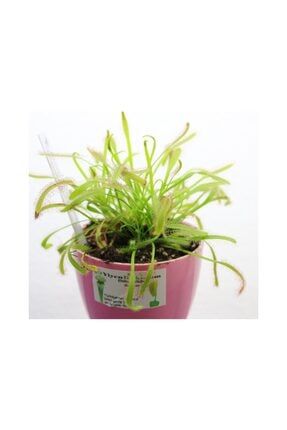 Canlı Saksıda Dikili Drosera Capensis Güneş Gülü Sinek Kapan Bitkisi 6