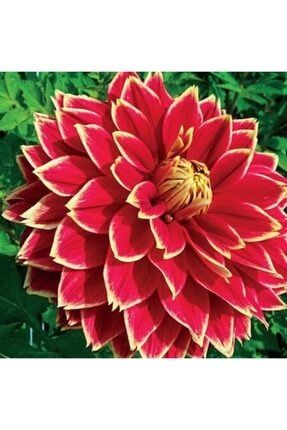 25 Adet Kırmızı Sarı Renk Dahlia Yıldız Çiçeği Tohumu+ 10 Adet Hediye Karışık Renk Lale Çiçek Tohumu 25KSDTO
