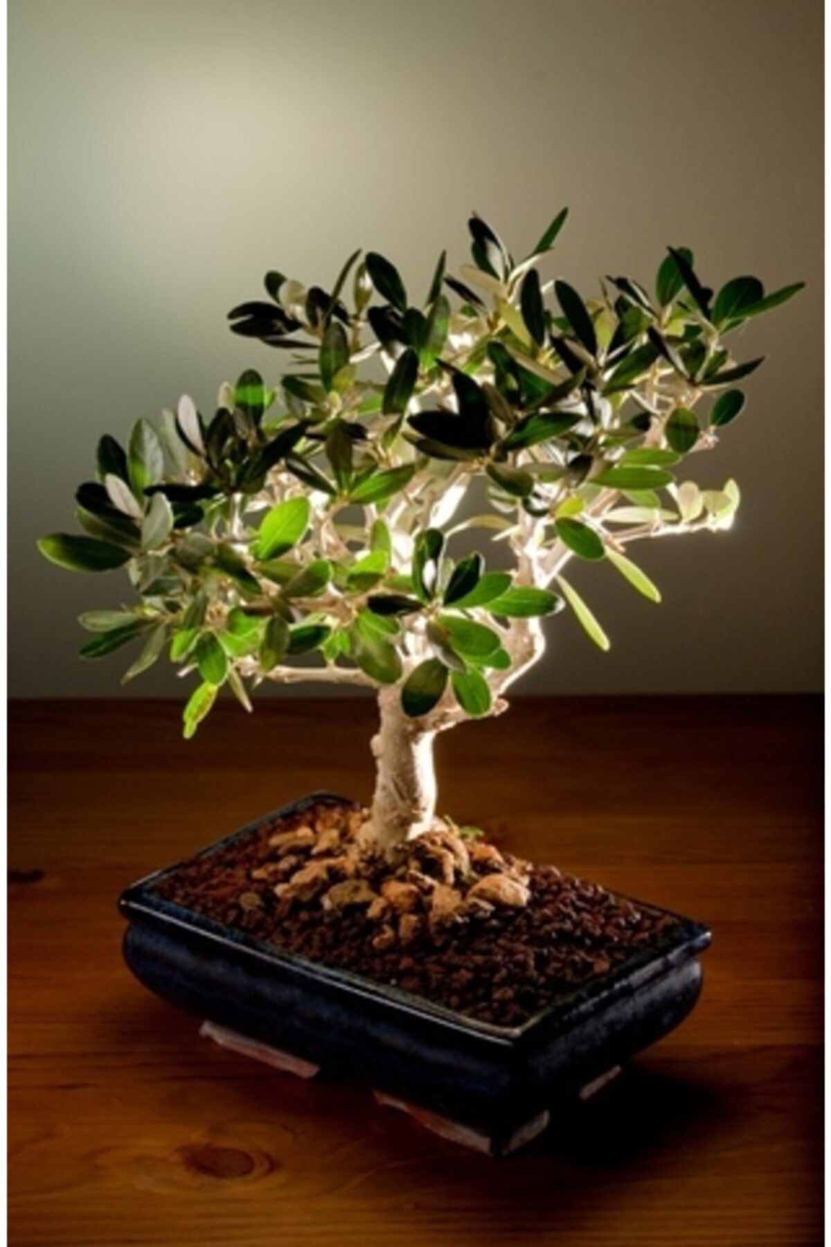 ghibli bonsai Studio Ghibli Water Bonsai Statues