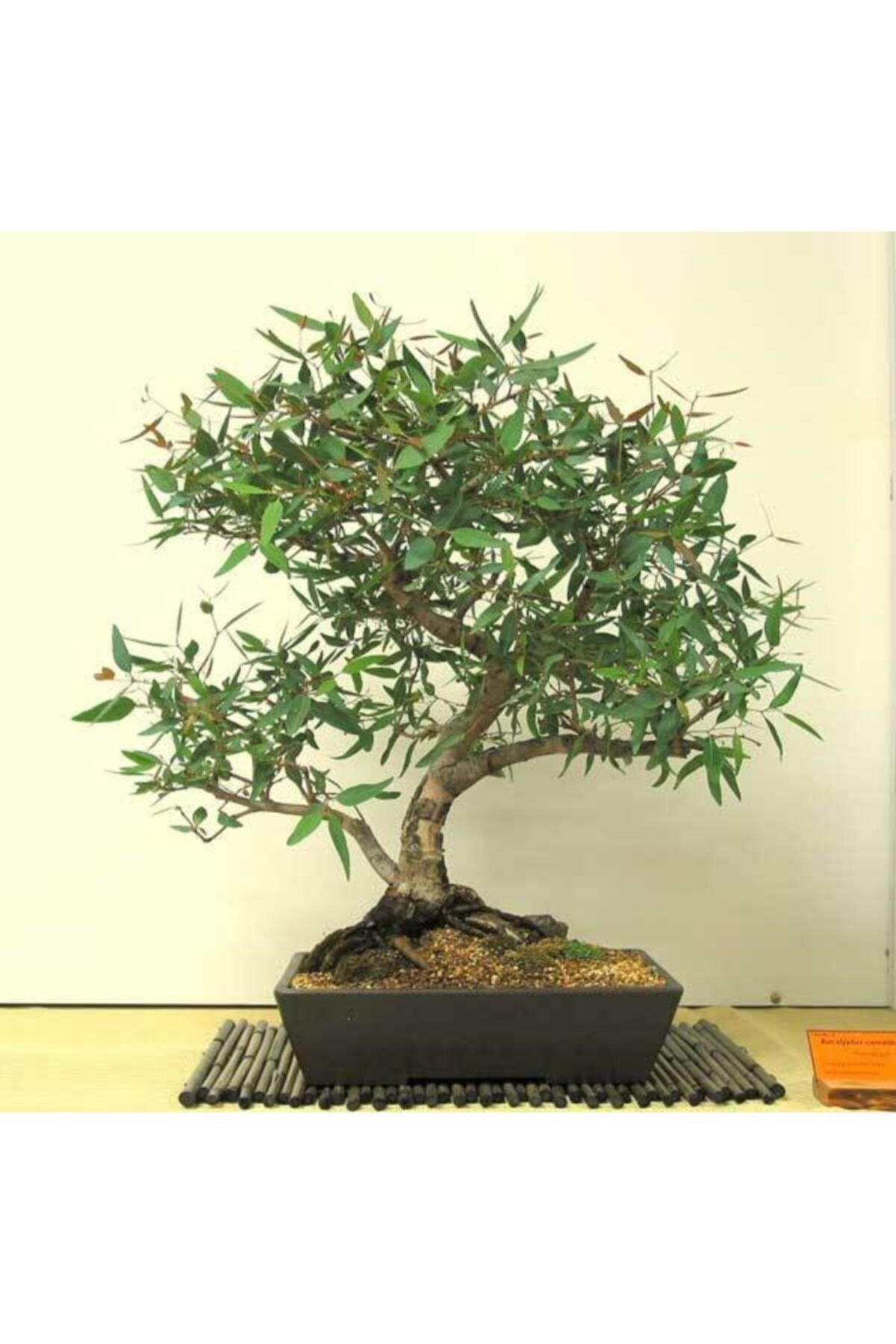 Bonsai Zeytin Ağacı Fidanı - Masanıza Renk Katın 4