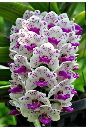 10 Adet Mor Ve Beyaz Desenli Orkide Çiçeği Tohumu thmcmthm306