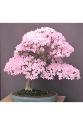 Bodur Cherry Blossom Bonzai Ağacı Ekim Seti 5 Adet Tohum Saksı Toprak Kombin 185689322