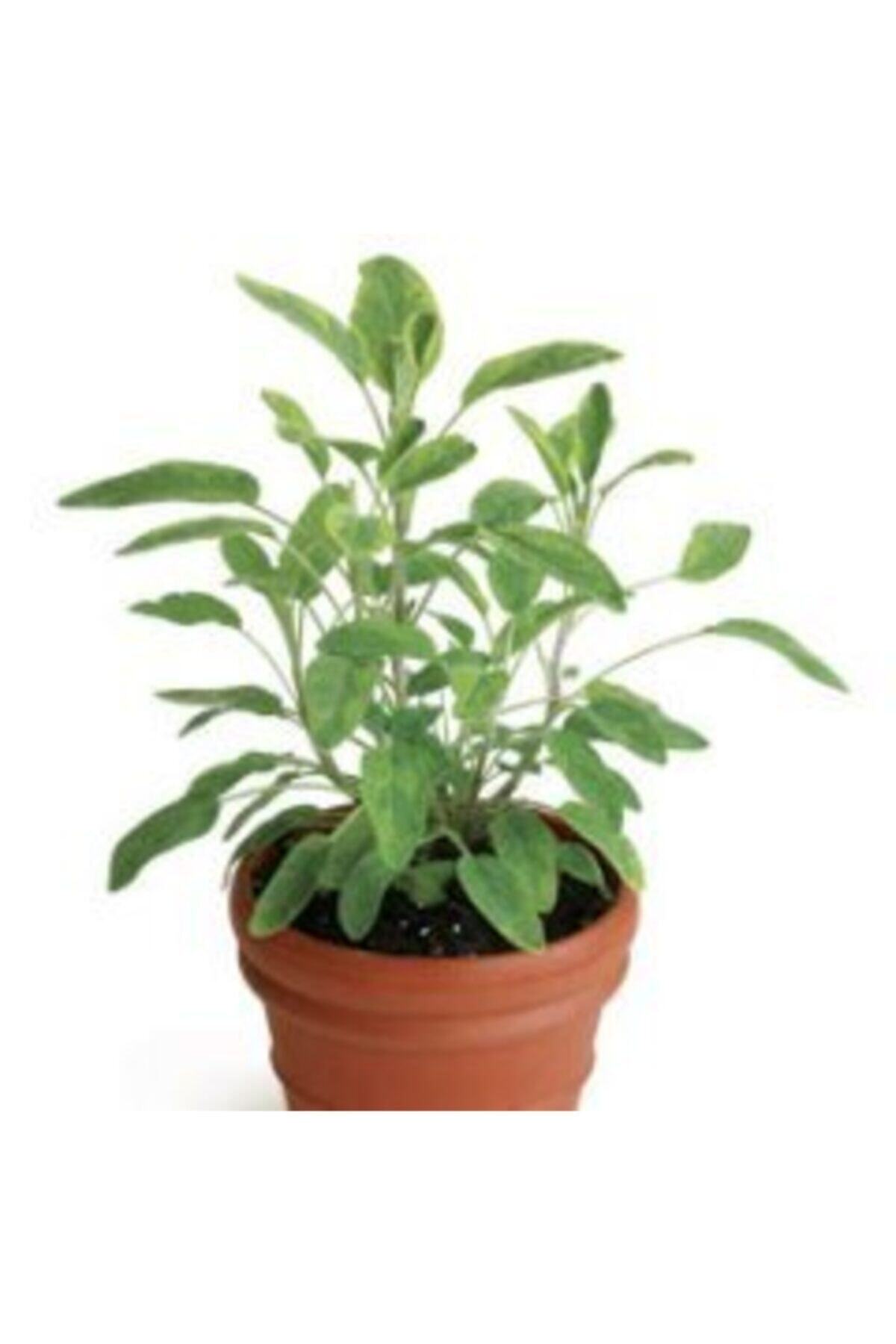 Adaçayı Fidanı Saksılı 30 cm