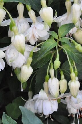 Nadir Beyaz Küpe Çiçeği / 20 Adet Küpeli Tohumu thmcmthm398